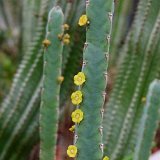 Euphorbia baylissii